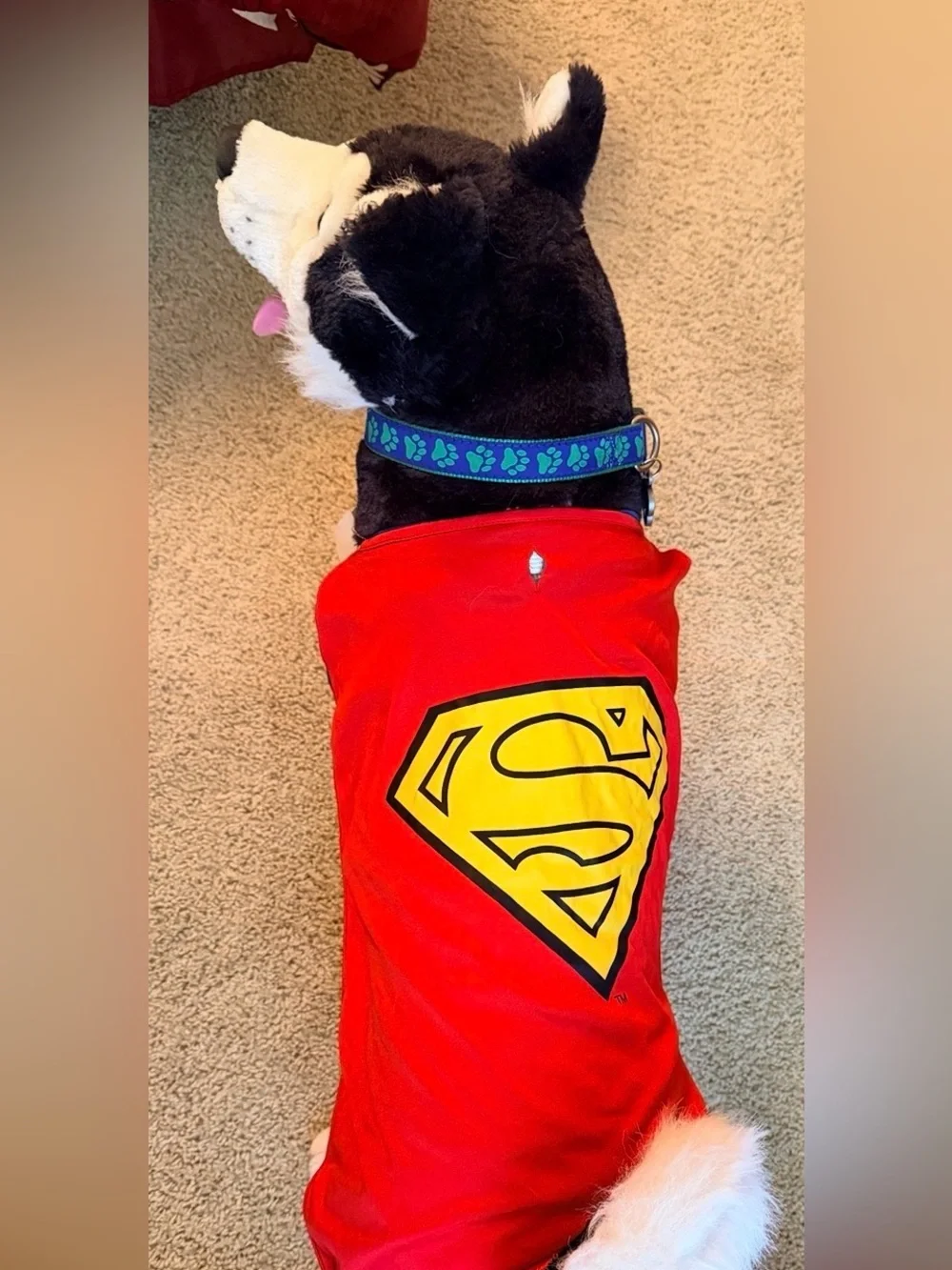 Superman Dog Costume XXL | DC Comics Pet Halloween Cape Shirt